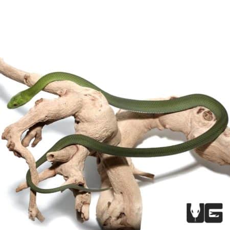 Baby Eastern Green Mambas For Sale - Underground Reptiles