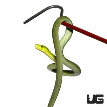 Baby Eastern Green Mambas For Sale - Underground Reptiles