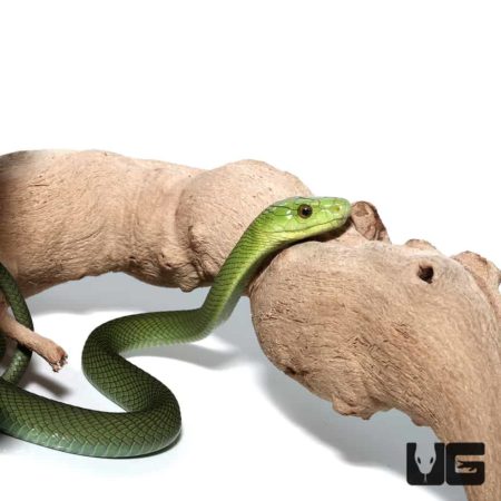 Baby Eastern Green Mambas For Sale - Underground Reptiles