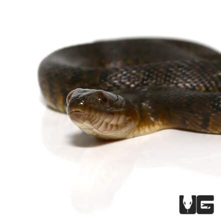 Green Water Snakes For Sale - Underground Reptiles