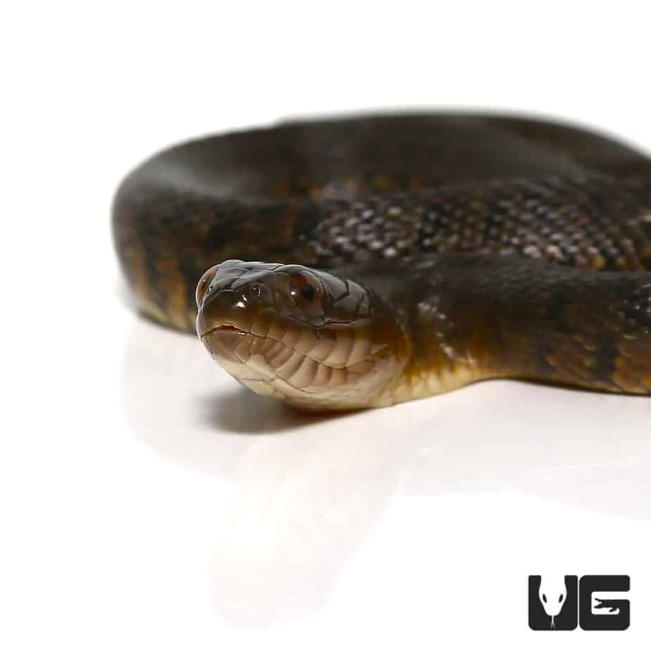 Green Water Snakes For Sale Underground Reptiles