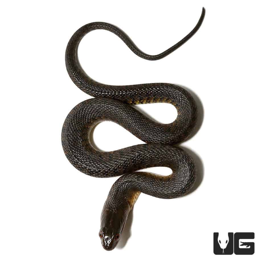 Green Water Snakes For Sale Underground Reptiles