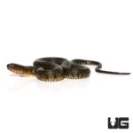 Baby Green Water Snakes For Sale - Underground Reptiles