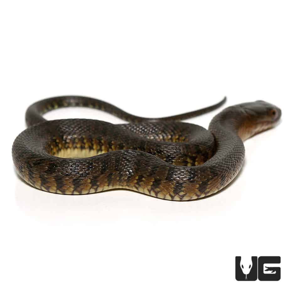 Green Water Snakes For Sale Underground Reptiles