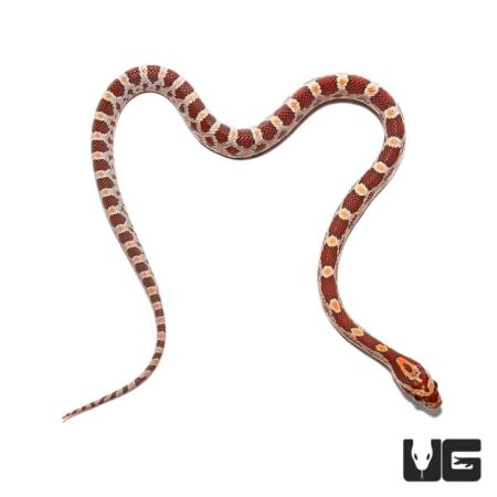 Baby Hypo Cornsnake For Sale - Underground Reptiles