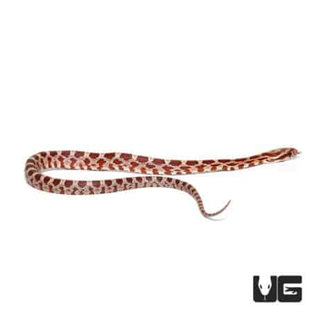 Baby Hypo Cornsnake For Sale - Underground Reptiles