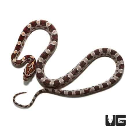 Baby Hypo Miami Okeetee Het Albino Cornsnakes For Sale - Underground Reptiles