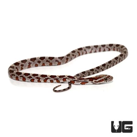 Baby Hypo Miami Okeetee Het Albino Cornsnakes For Sale - Underground Reptiles