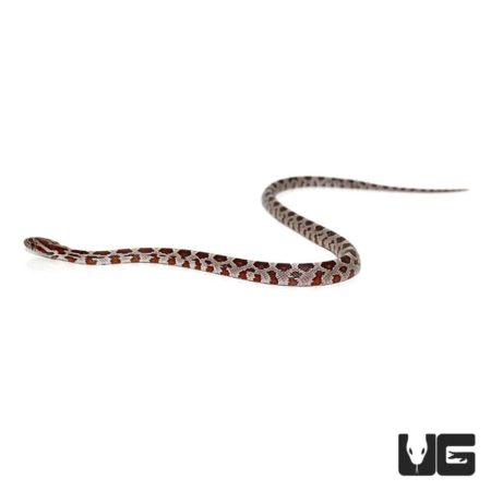 Baby Hypo Miami Okeetee Het Albino Cornsnakes For Sale - Underground Reptiles