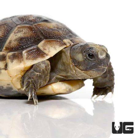 Baby Ibera Greek Tortoises For Sale - Underground Reptiles