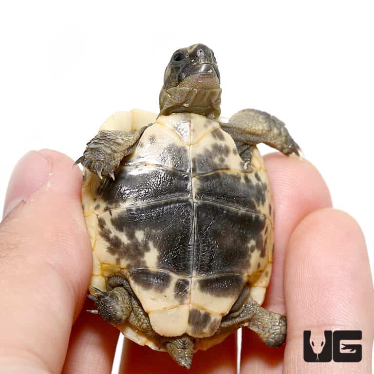 Baby Greek Tortoises For Sale - Underground Reptiles