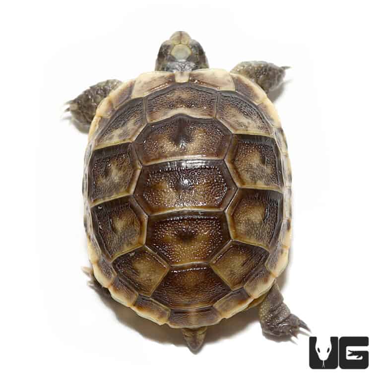 Baby Greek Tortoises For Sale - Underground Reptiles