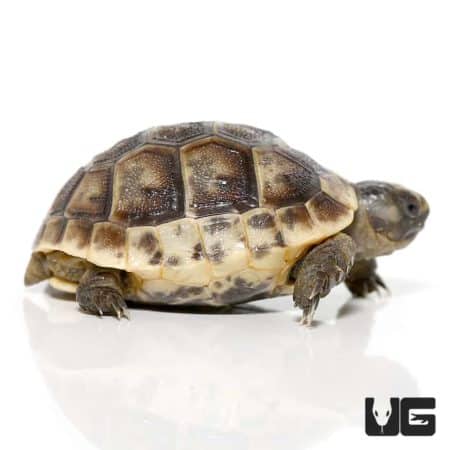 Baby Ibera Greek Tortoises For Sale - Underground Reptiles