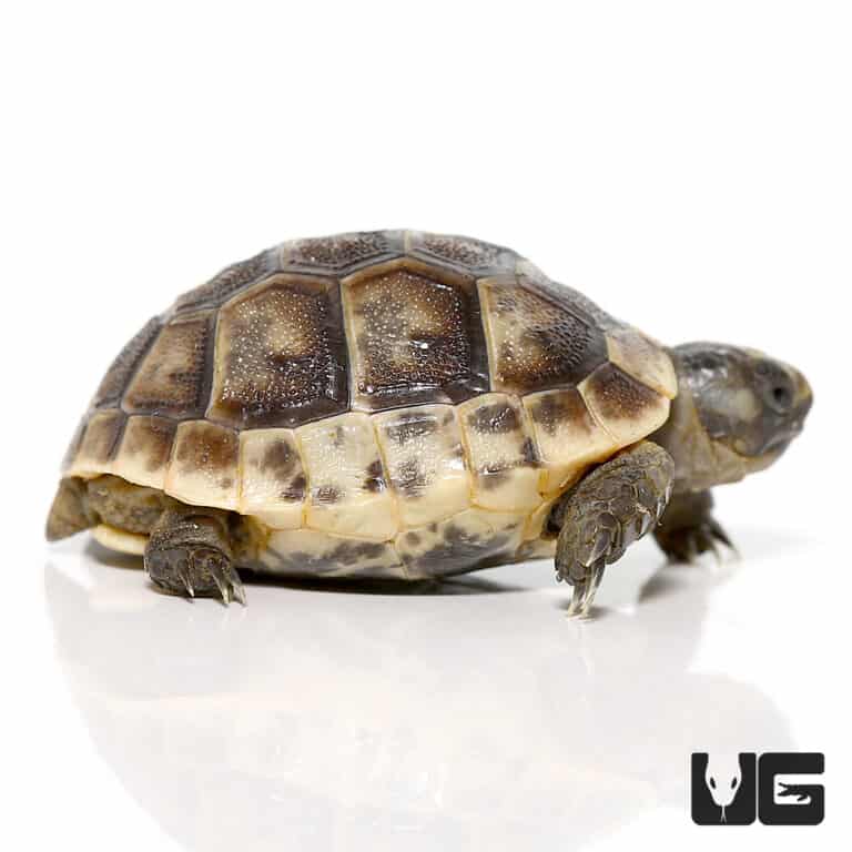 Baby Greek Tortoises For Sale - Underground Reptiles