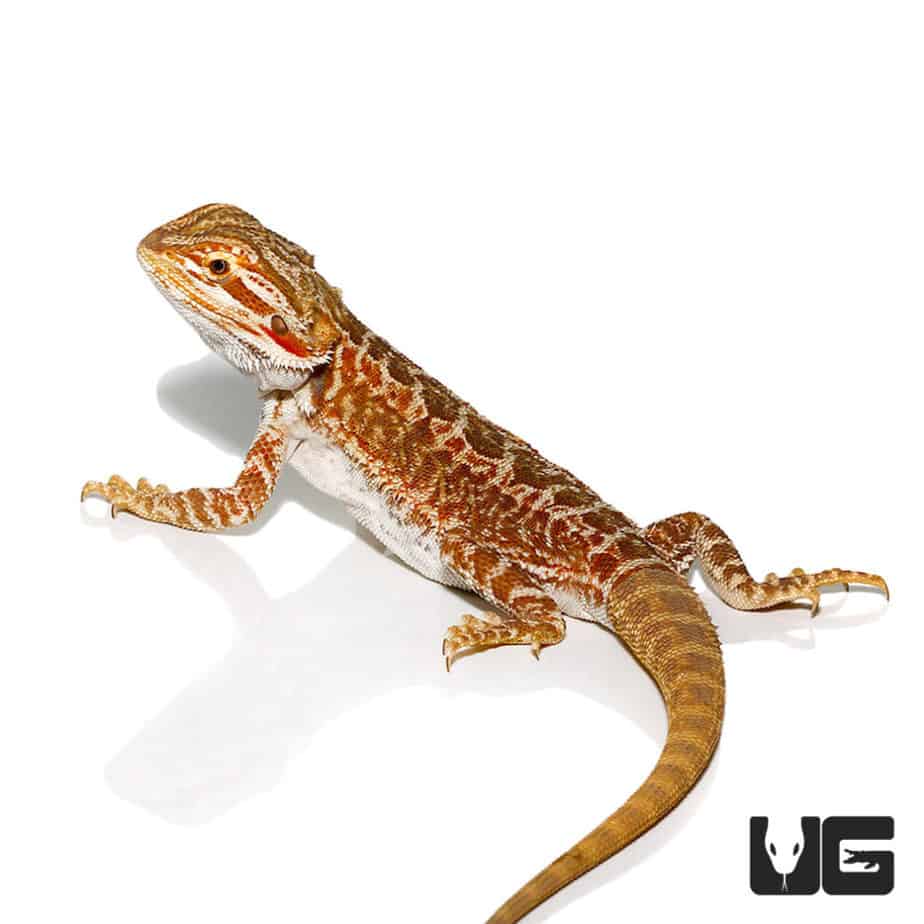 Bearded Dragons For Sale Underground Reptiles