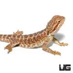 Red Leatherback Bearded Dragon For Sale - Underground Reptiles