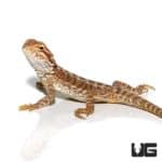 Red Leatherback Bearded Dragon For Sale - Underground Reptiles