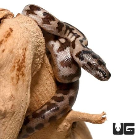 Baby Jaguar Carpet Python Het Axanthic For Sale - Underground Reptiles