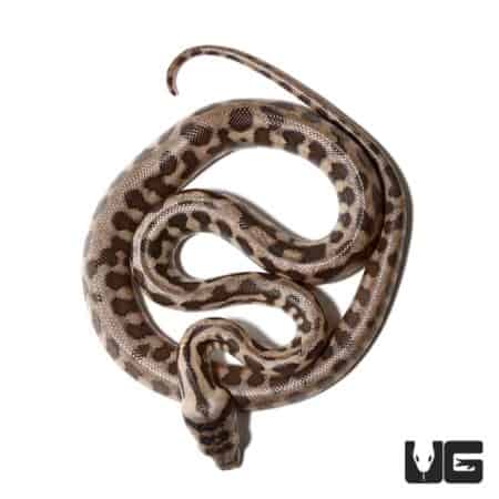 Baby Jaguar Coastal Carpet Python Het Axanthic For Sale - Underground Reptiles