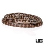 Baby Jaguar Coastal Carpet Python Het Axanthic For Sale - Underground Reptiles