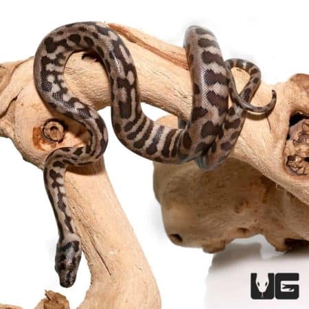 Baby Jaguar Coastal Carpet Python Het Axanthic For Sale - Underground Reptiles