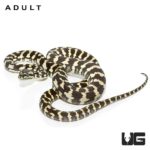 Baby Jungle Carpet Pythons For Sale - Underground Reptiles