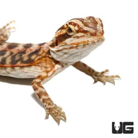 Baby Blue Bar Leatherback Bearded Dragon For Sale - Underground Reptiles