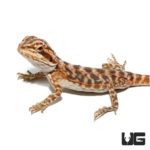 Baby Blue Bar Leatherback Bearded Dragon For Sale - Underground Reptiles