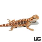 Baby Blue Bar Leatherback Bearded Dragon For Sale - Underground Reptiles