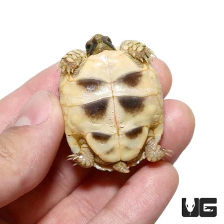 Baby Marginated Tortoises For Sale - Underground Reptiles