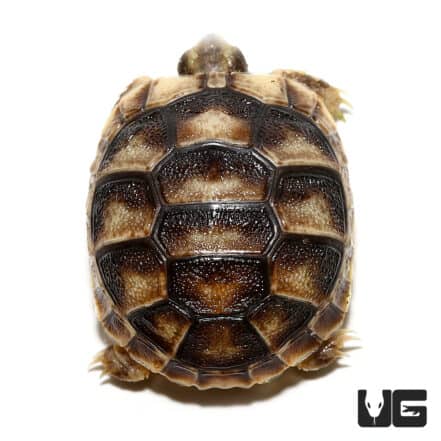 Baby Marginated Tortoise - Underground Reptiles