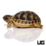 Baby Marginated Tortoises For Sale - Underground Reptiles