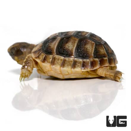 Baby Marginated Tortoise - Underground Reptiles