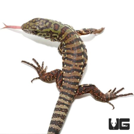 Baby Merica Tegu For Sale - Underground Reptiles