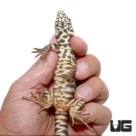 Baby Merica Tegu For Sale - Underground Reptiles