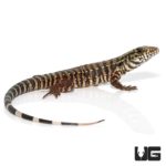 Baby Merica Tegu For Sale - Underground Reptiles