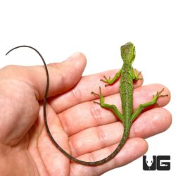 Baby Monkey Anole For Sale - Underground Reptiles