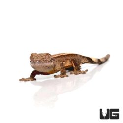 Baby Partial Pinstripe Brindle Harlequin Crested Gecko For Sale - Underground Reptiles