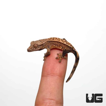 Small brown gecko perched on a person's finger, showcasing reptile pet care.