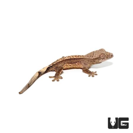 Crested gecko, pet reptile, lizard, exotic pet, terrarium animal.