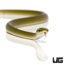 Baby Louisiana Rough Green Snake For Sale - Underground Reptiles