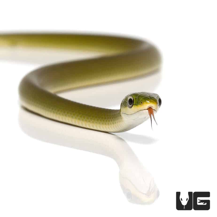 Florida Rough Green Snake For Sale Underground Reptiles