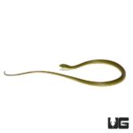Baby Louisiana Rough Green Snake For Sale - Underground Reptiles