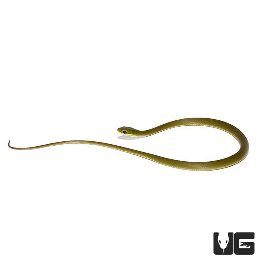 Florida Rough Green Snake For Sale Underground Reptiles