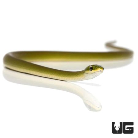 Baby Louisiana Rough Green Snake For Sale - Underground Reptiles