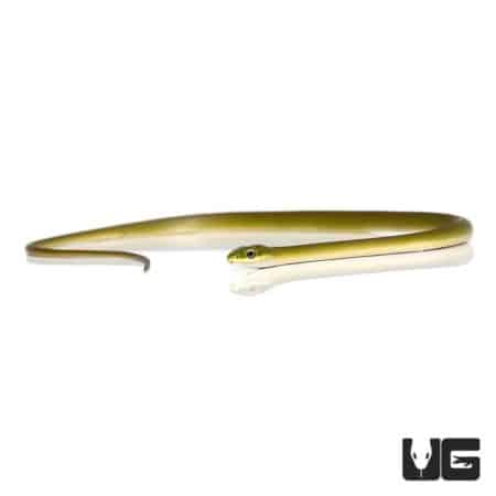 Baby Louisiana Rough Green Snake For Sale - Underground Reptiles