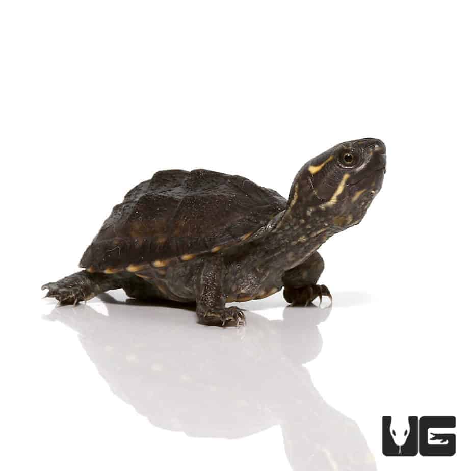 Turtles For Sale - Underground Reptiles