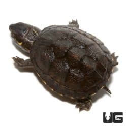 Baby Stinkpot Musk Turtles For Sale - Underground Reptiles