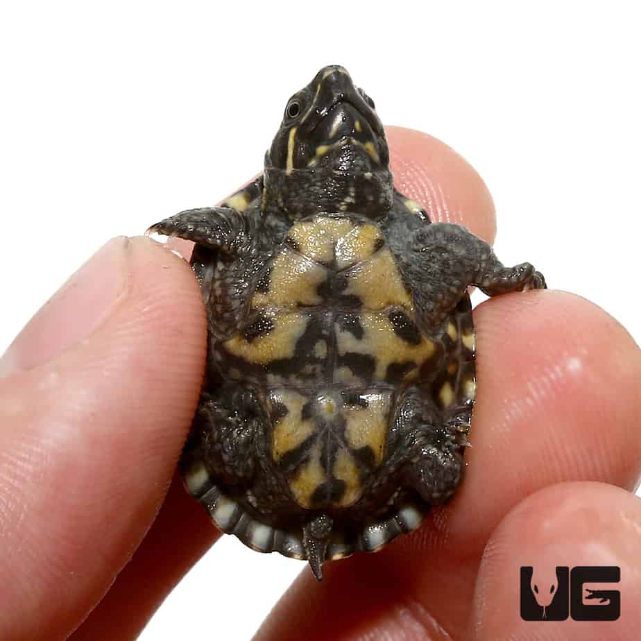 Baby Stinkpot Musk Turtles (Sternotherus odoratus) For Sale