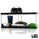 Turtle Setup For Sale - Underground Reptile